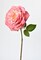 20&#x22; Faux Two-Toned Pink Cabbage Rose Stem